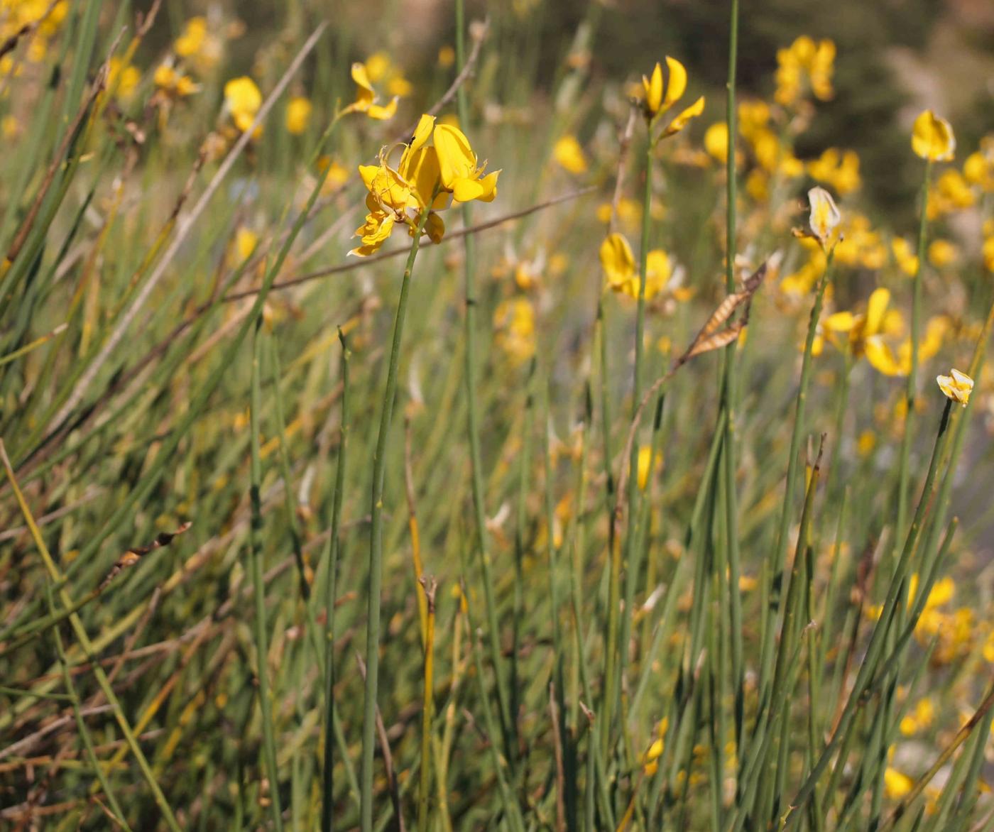 Spanish Broom leaf